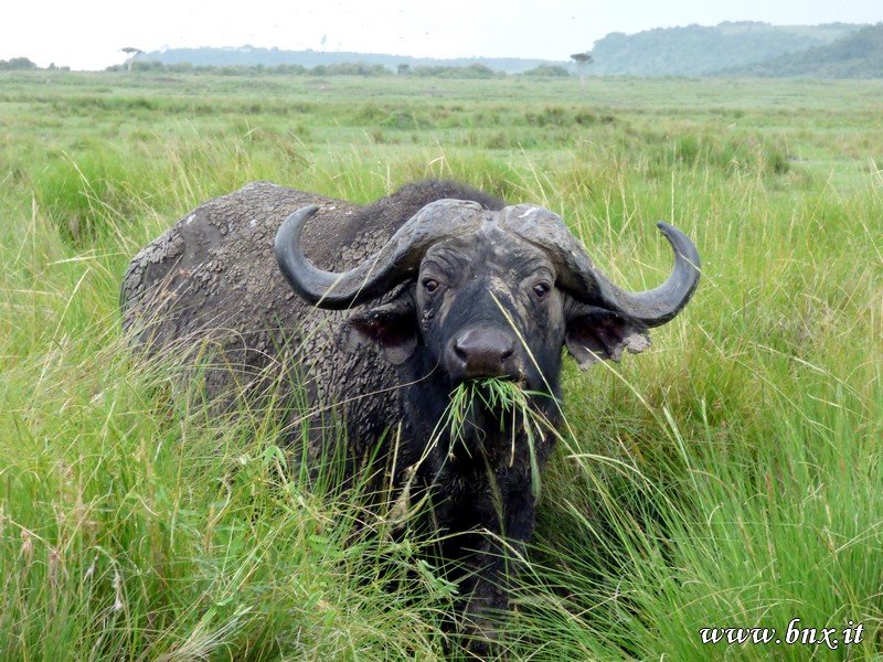 BUFFALO.jpg