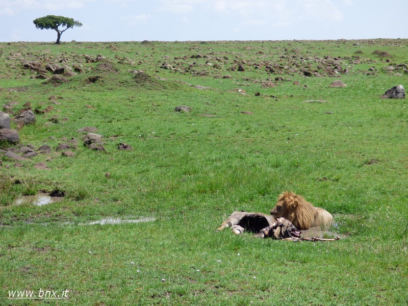 KENYABEN%20730.jpg