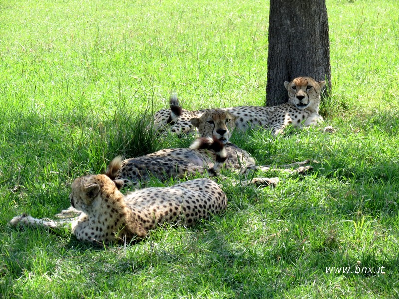 KENYAVALE%201091.jpg