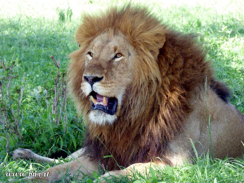LIONKING.jpg