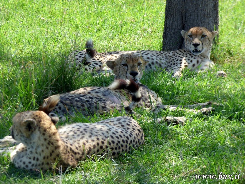 ghepard.jpg