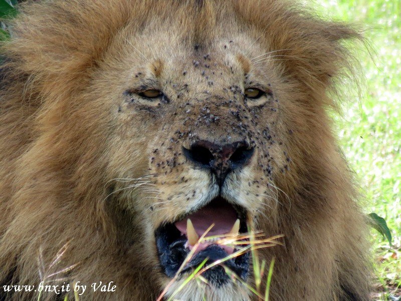 lion2.jpg