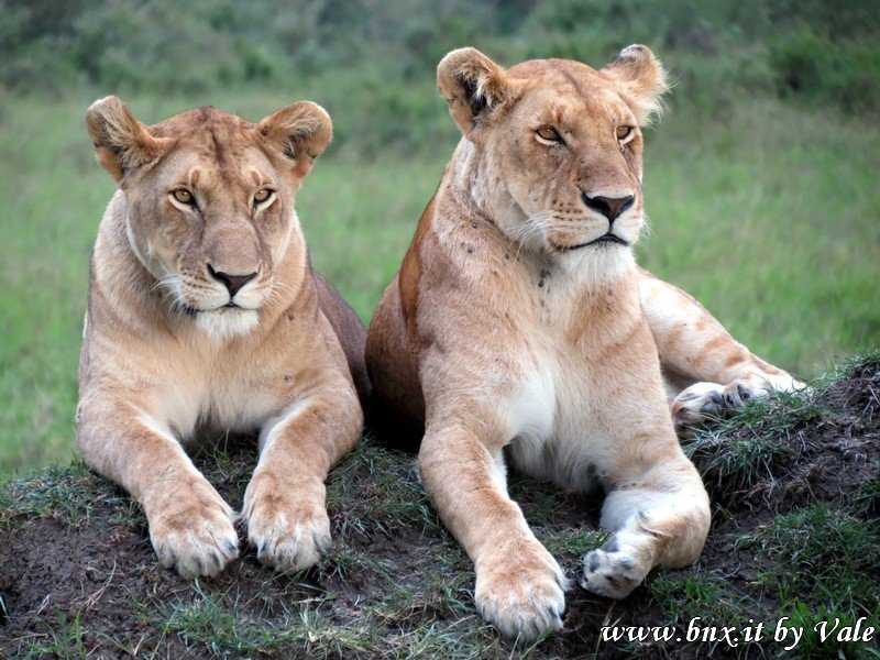 lioness.jpg