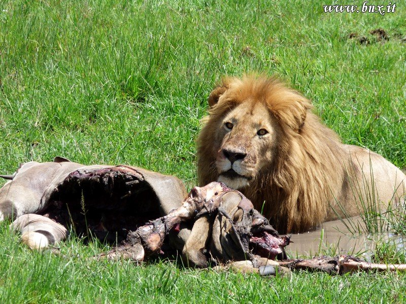 lionprince.jpg
