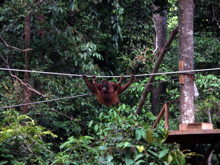 sabah052.jpg