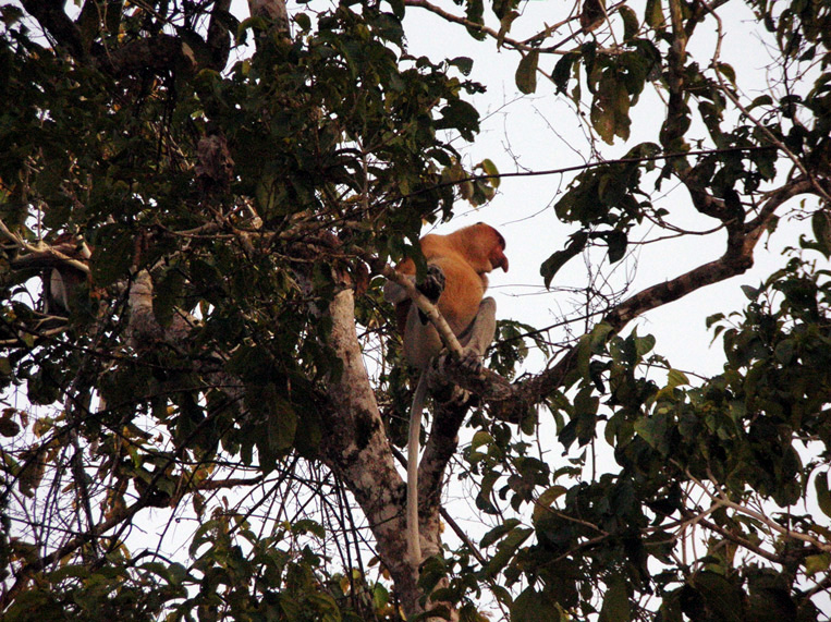 sabah059.jpg