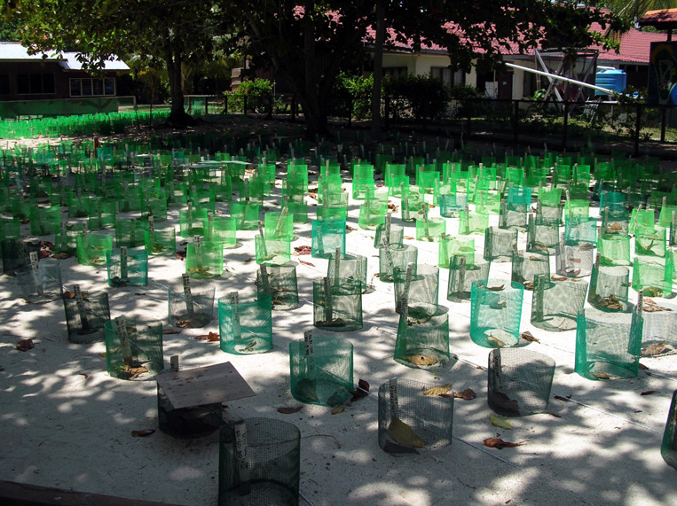 sabah063.jpg